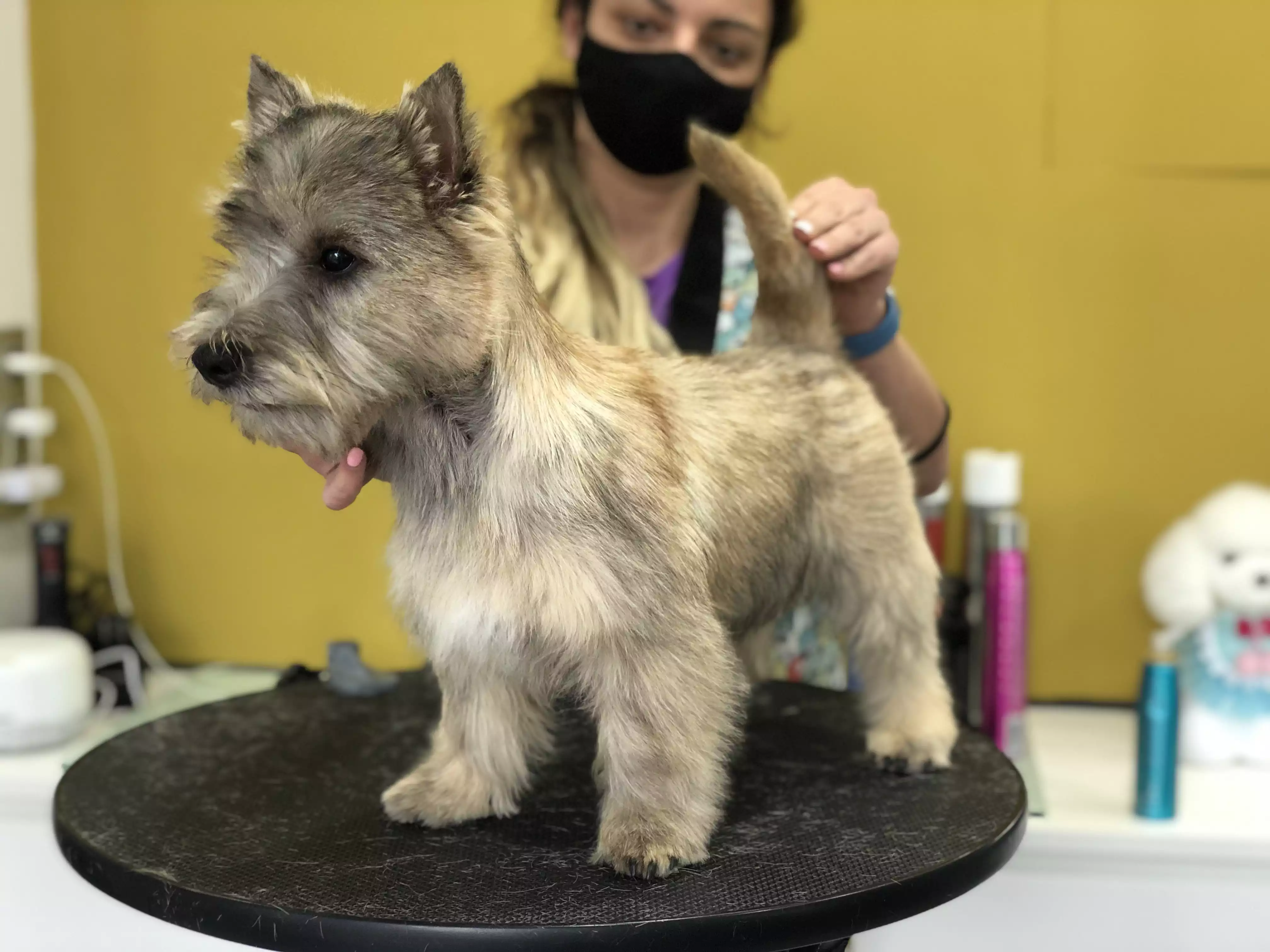 cairn terrier tecnica stripping