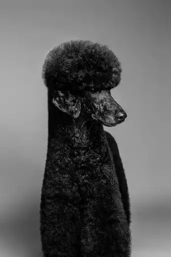 Caniche gigante tecnica tijera