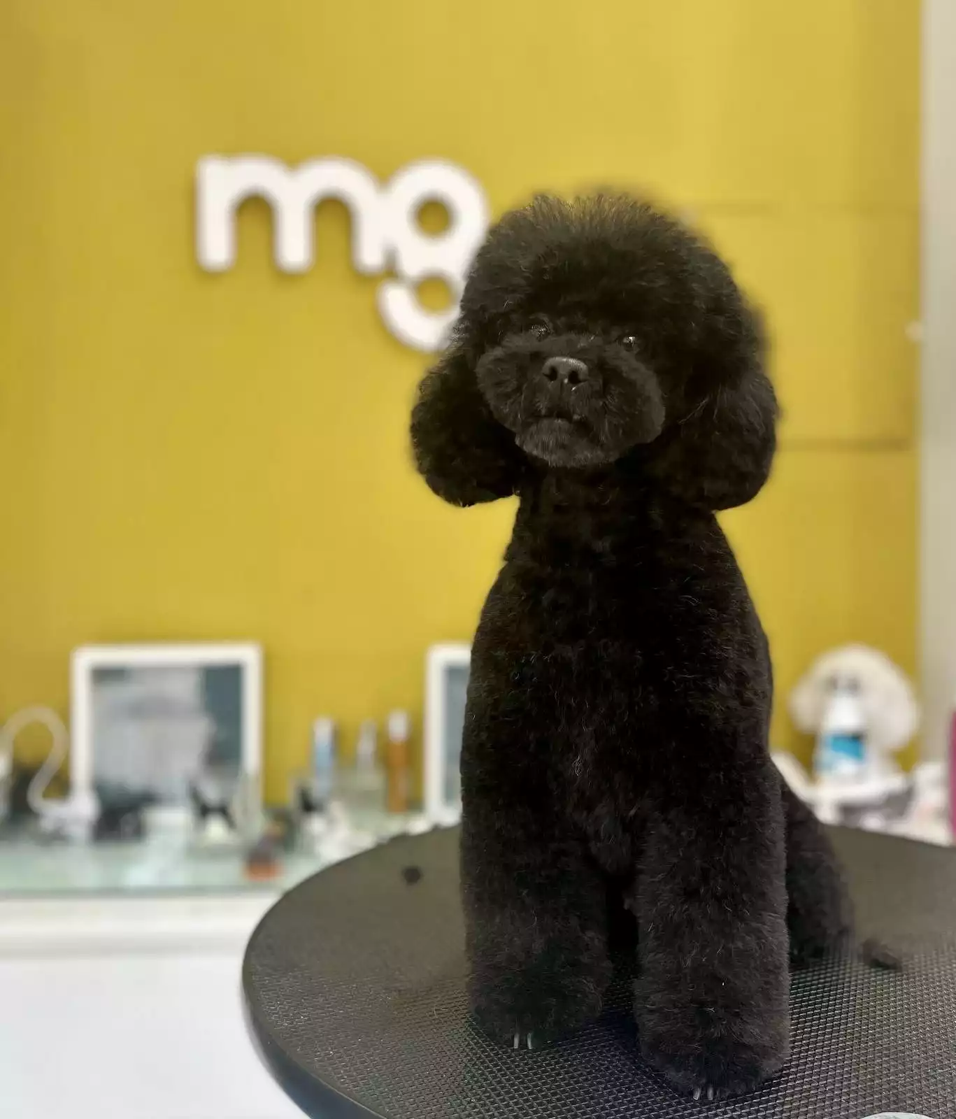 caniche tecnica recalze acabado tijera