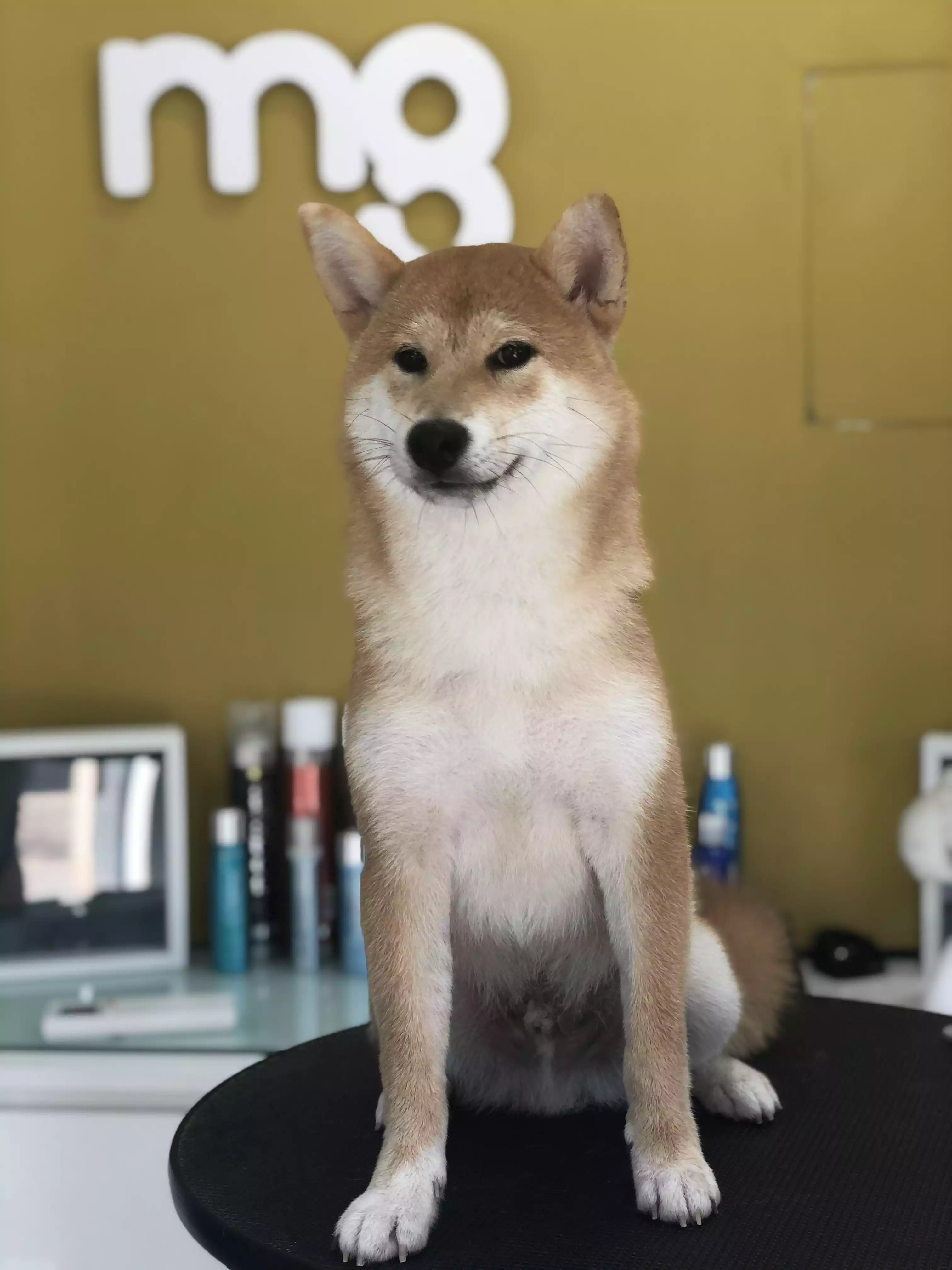 shiba Inu