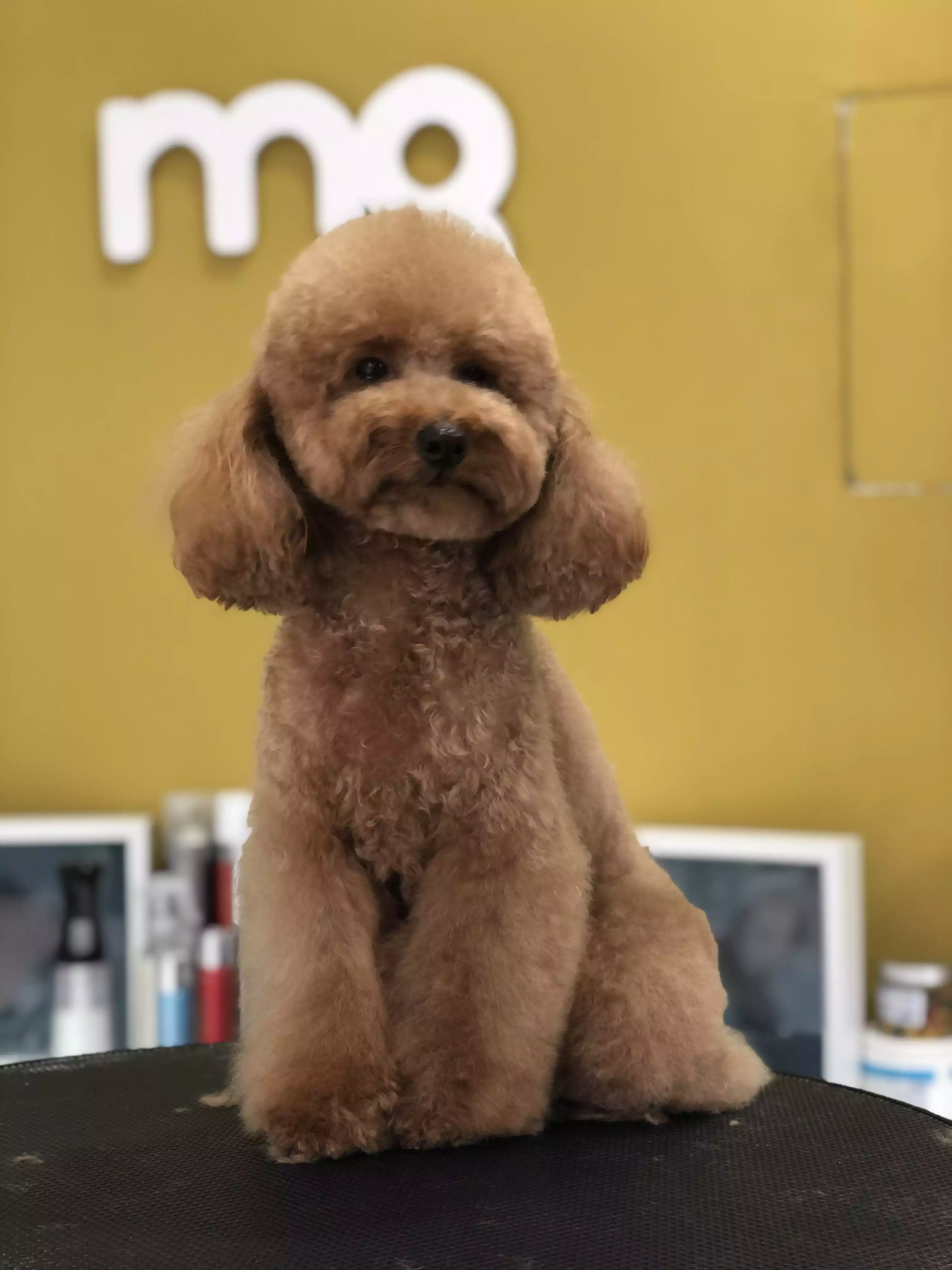 Caniche recalce acabado tijera