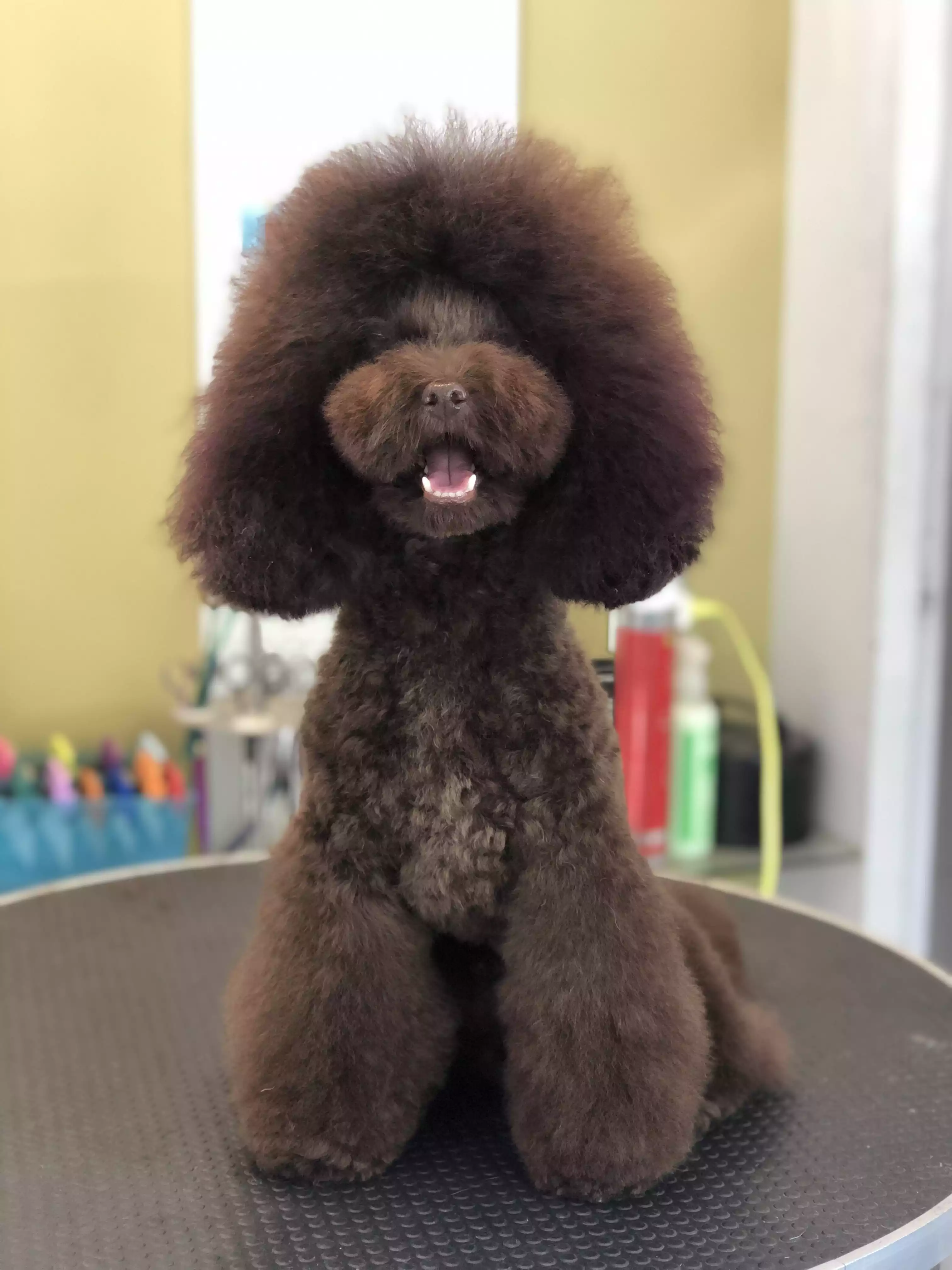 Caniche tecnica recalze acabado tijera
