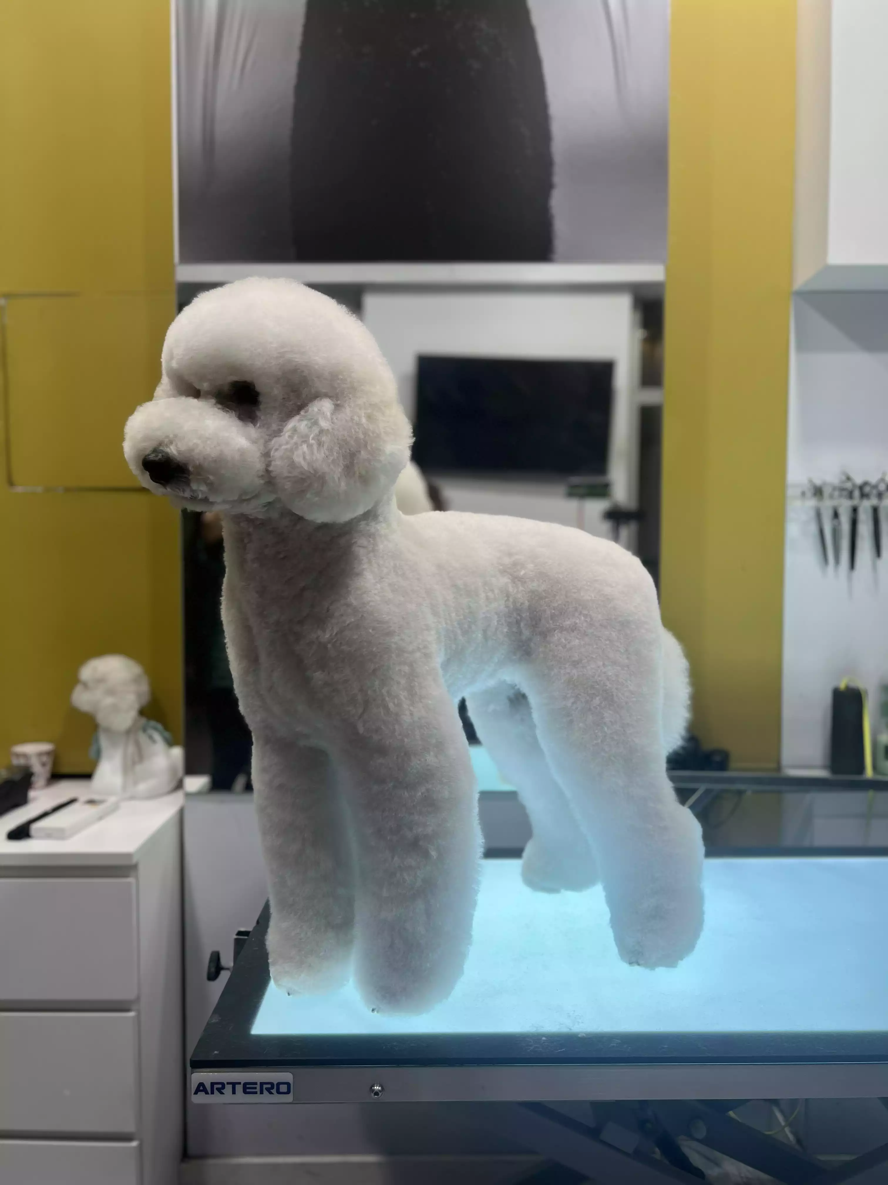 Caniche gigante tecnica recalze acabado tijera