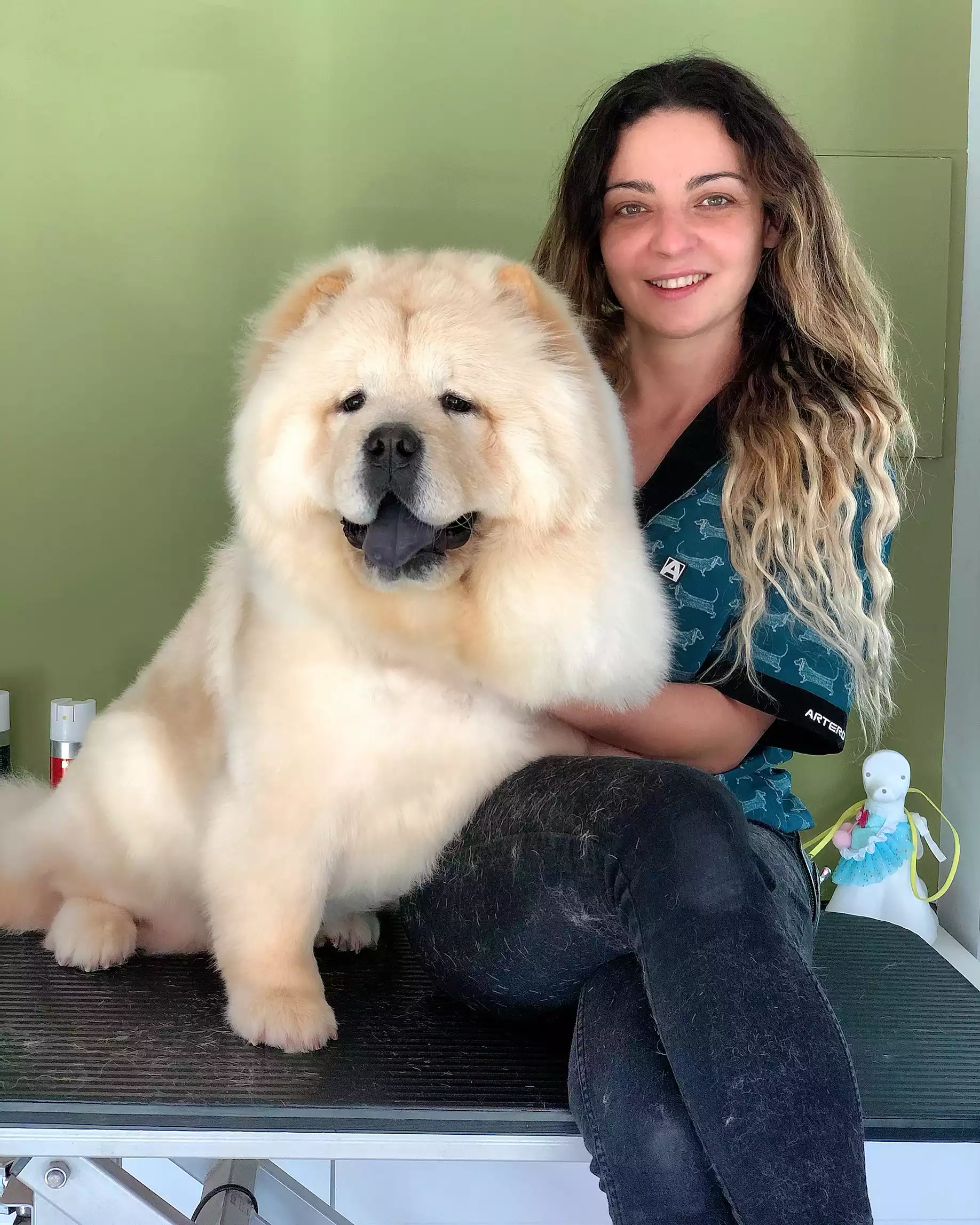chow-chow