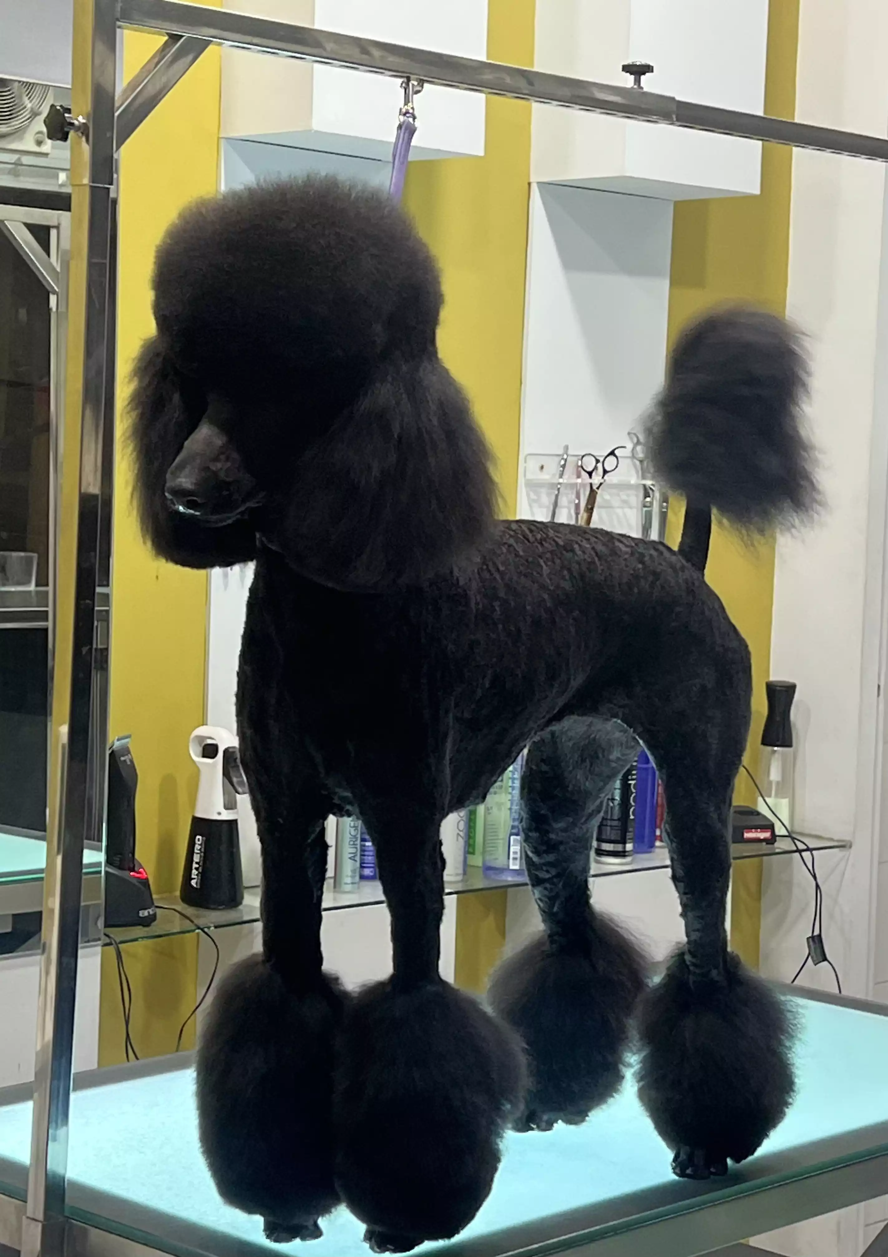 Caniche tecnica maquina acabado tijera