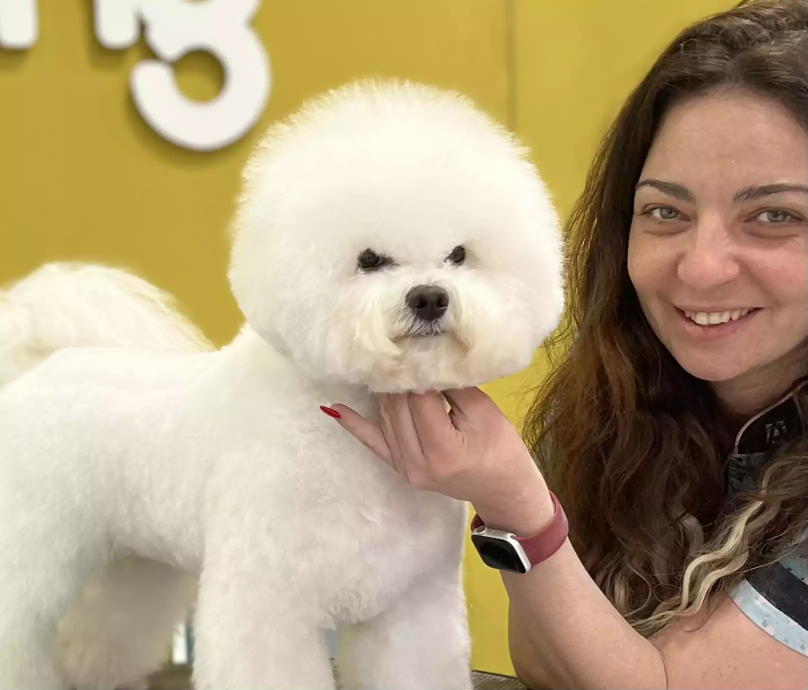 Bichon frisse tecnica tijera
