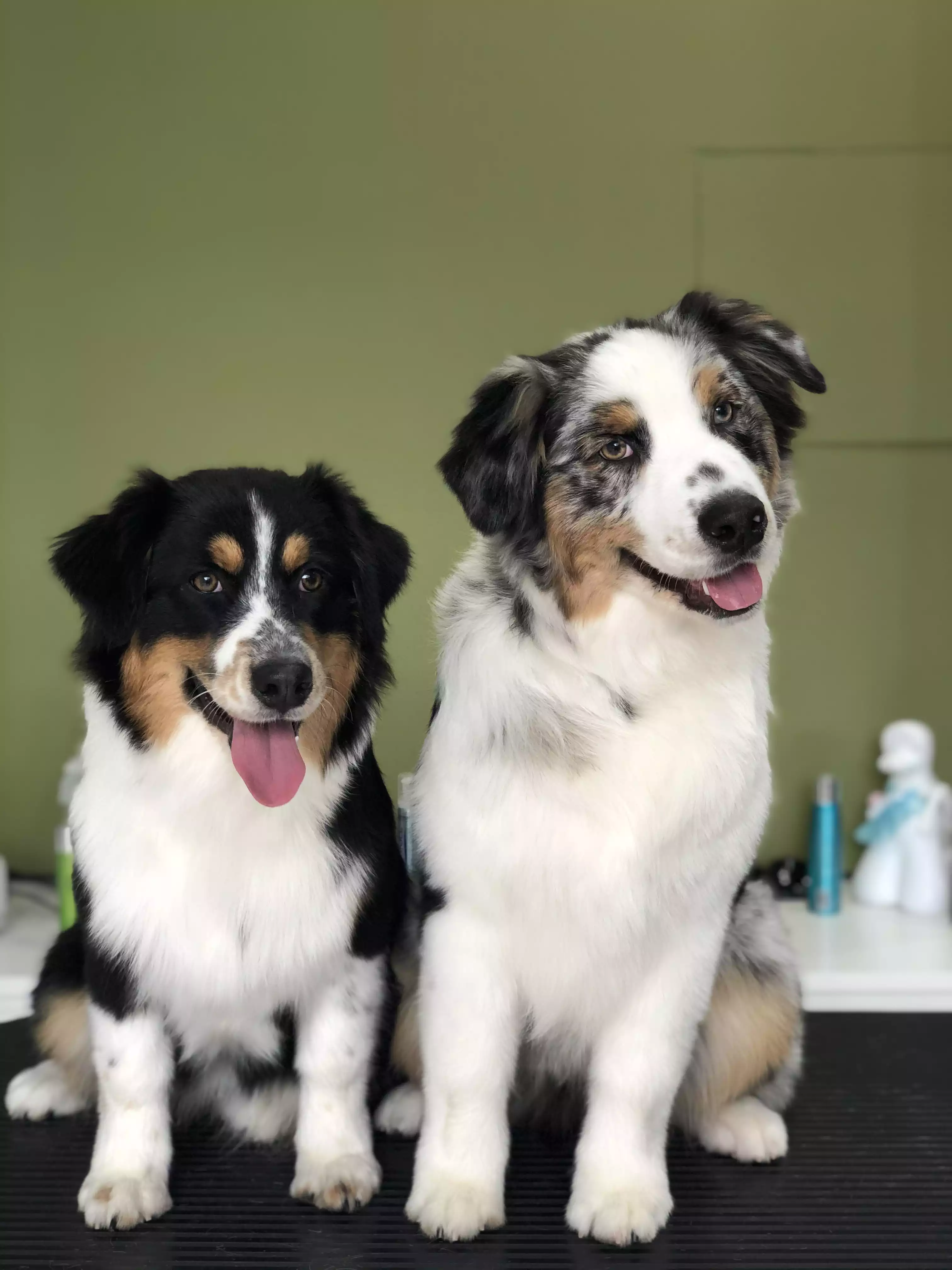 Ausies Baño y deslanado