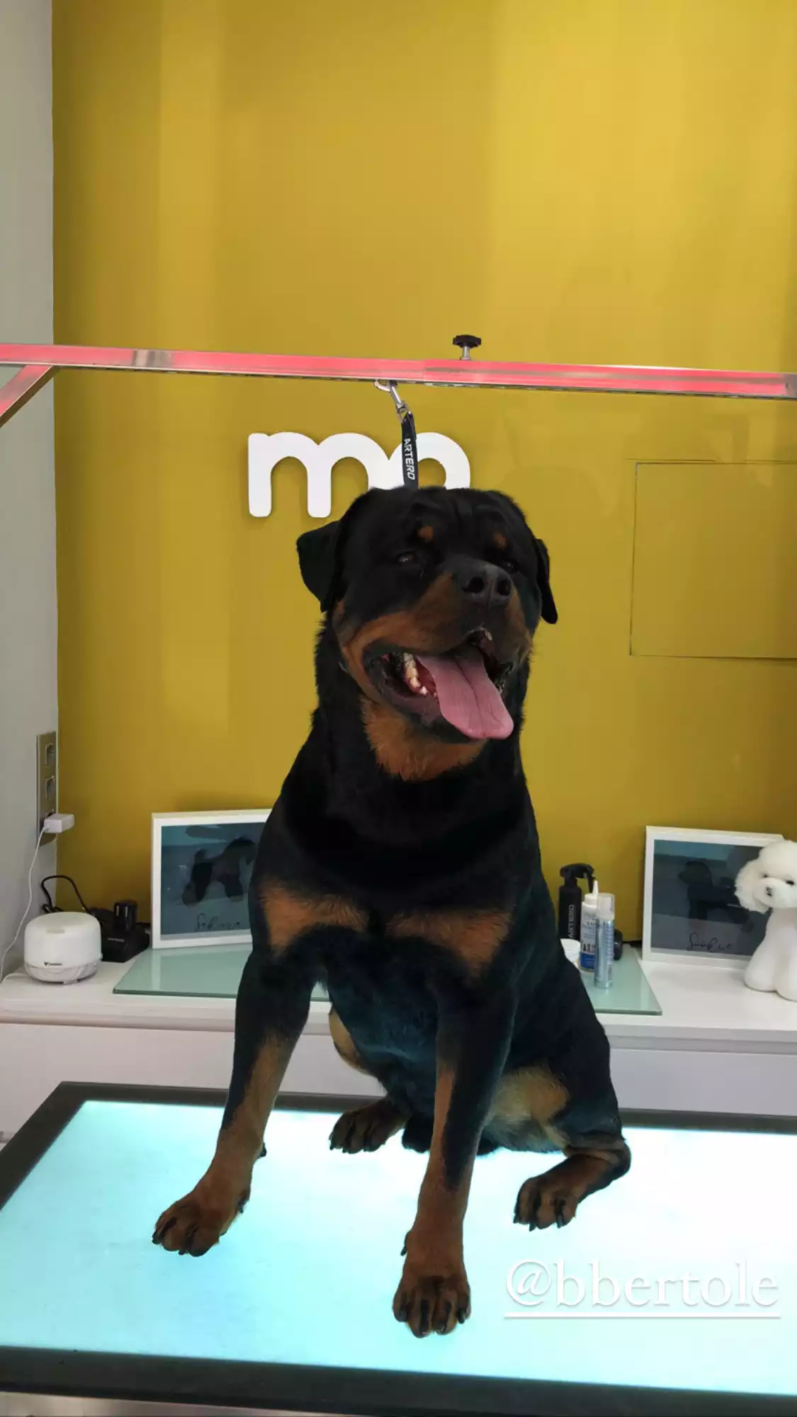 Rottweiler baño