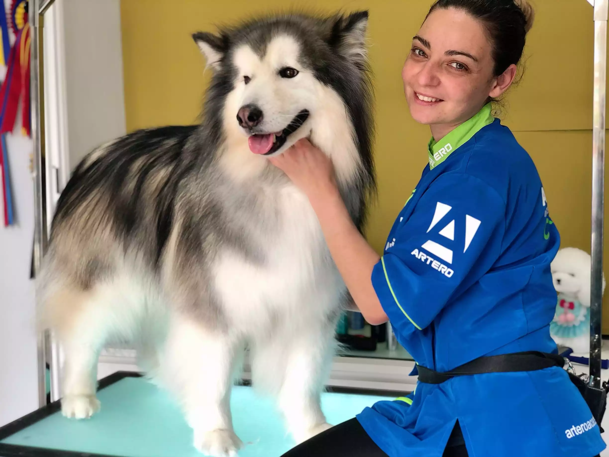 Alaska Malamute baño